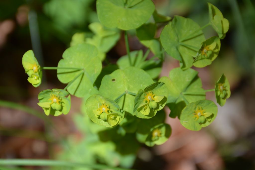 Euphorbia amygdaloides